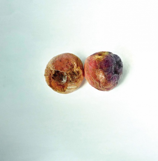 卢征远 《关于身体的 联想》 50×50cm 布面油画 2011
卢征远 《关于身体的 联想》 50×50cm 布面油画 2011