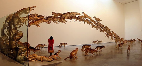 2006年，亮相德国古根汉美术馆的“撞墙”：99匹仿真狼撞向一面玻璃墙的场面
