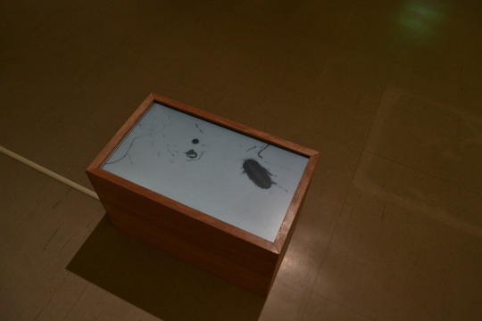 中国艺术家胡晓媛作品《虫写》。(录像)
中国艺术家胡晓媛作品《虫写》。(录像)
