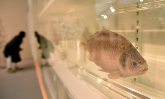 Damien Hirst’s Because I Can’t Have You I Want You.Photograph Ben Stansall/AFP/Getty Images.
Damien Hirst’s Because I Can’t Have You I Want You.Photograph Ben Stansall/AFP/Getty Images.