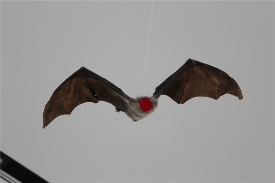 飞在空中的蝙蝠

