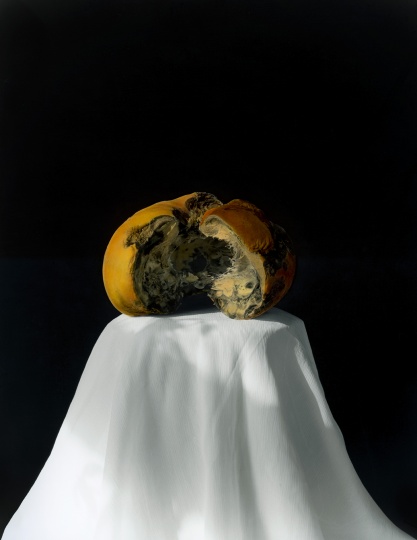黄磊 《南瓜 2008 (2-2)》  明胶卤化银黑白照片，手工油彩着色 60.5×49.5 cm 2008
