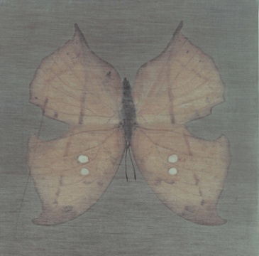 姚蓉蓉作品《蝶-镜像5》
姚蓉蓉作品《蝶-镜像5》