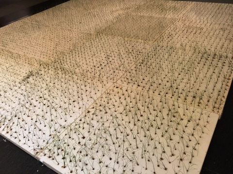 苏宇俊 《地沟油种植水稻》 装置 300x300x7cm 2014
苏宇俊 《地沟油种植水稻》 装置 300x300x7cm 2014