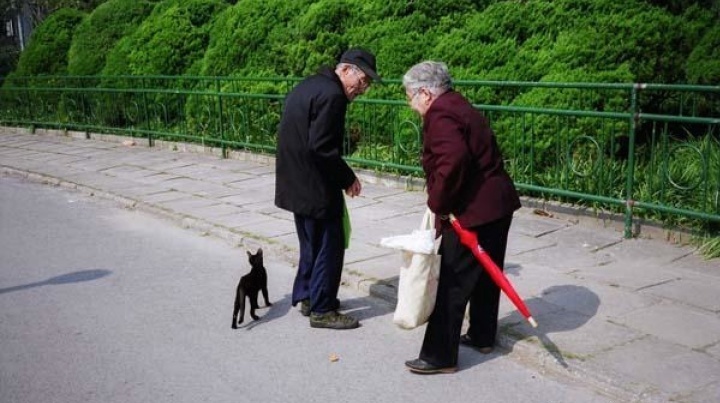2007年鲍栋策划，“鲁迅公园计划文献展” 中，鲍栋的摄影《喂猫老人》
