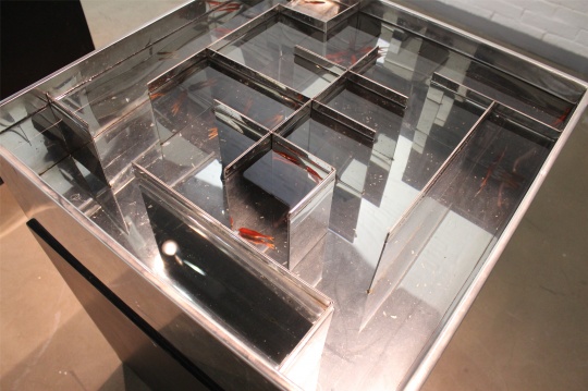 温京博作品，“围”、“困”字样的鱼缸，作品曾在中国美术馆展出
