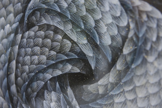 孙艳 《鲮·结》局部 34×34cm 纸本丙烯 2014 b.1977 毕业于山东艺术学院油画系
孙艳 《鲮·结》局部 34×34cm 纸本丙烯 2014 b.1977 毕业于山东艺术学院油画系