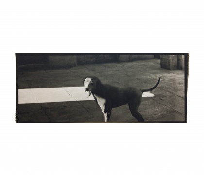 《一只狗在看我 》25.4x10.1cm 铂金印相 2014 