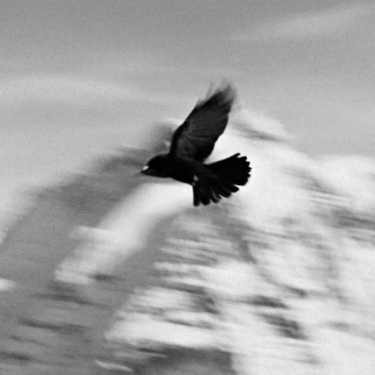 由高古轩画廊带来泰伦·西蒙（Taryn Simon）的《西印度群岛之鸟》系列作品之一，全套共156幅
