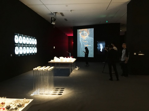 今日美术馆一号馆2层展厅呈现的是40后美国生物艺术家Suzanne Anker的作品
