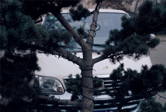 《松树白车》 92x138cm 影像 2006

