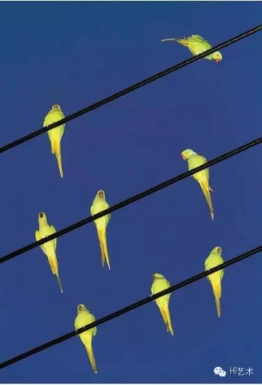 水谷吉法 《东京鹦鹉023》 97×145.6cm Archival Pigment Print 2013
水谷吉法 《东京鹦鹉023》 97×145.6cm Archival Pigment Print 2013
