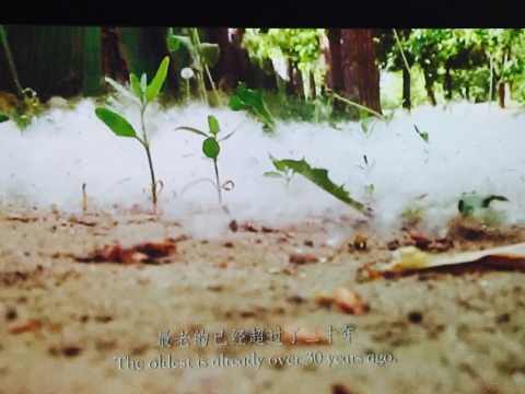 《抑花一号》影像截屏,满地“雪”
《抑花一号》影像截屏,满地“雪”