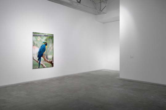 《缺失的表达》局部 200 x130cm x 7 摄影 2015
《缺失的表达》局部 200 x130cm x 7 摄影 2015