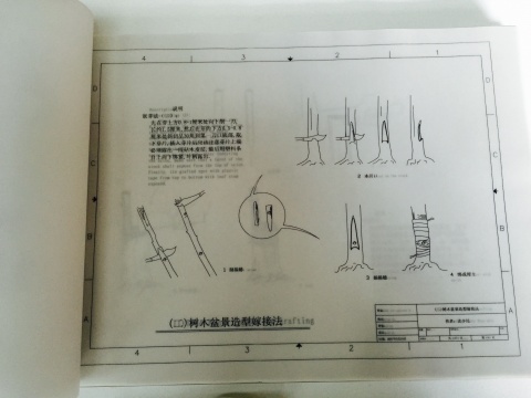 文本资料局部：树木盆景造型嫁接法
