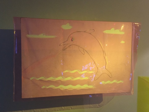 海豚
海豚