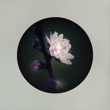 杨勋 《喜上眉梢》 75×75cm 布面油画  2010
