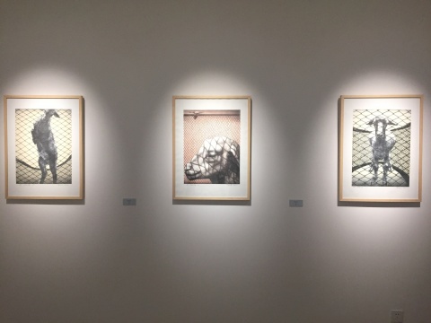 左起：创作于1992年的石版画《网中之羊》2、3、1
