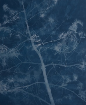 《松树18》 279×230cm 亚麻布蓝晒 2016
