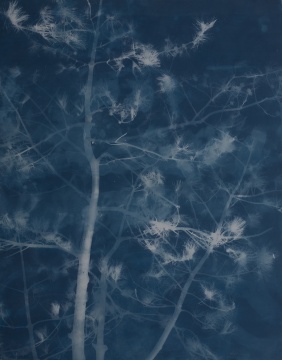 《松树20》 218×249cm 亚麻布蓝晒 2016
《松树20》 218×249cm 亚麻布蓝晒 2016