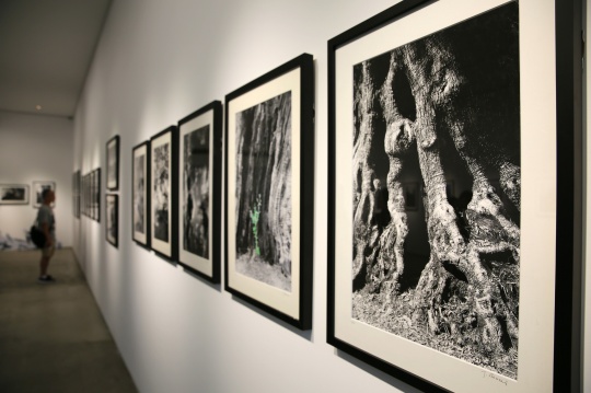 雅克将橄榄树视为天然的雕塑，效仿曾祖父雷诺阿的画作，将模特和橄榄树融入摄影创作。
