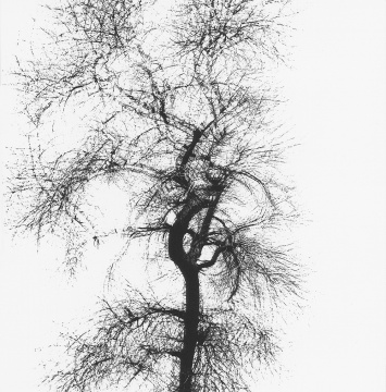 哈里·卡拉汉 《多重曝光的树》 1956
