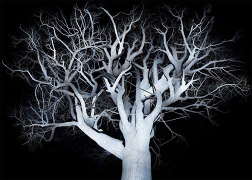 树 2,2014-2015,艺术微喷,160×224 cm,4+2AP
树 2,2014-2015,艺术微喷,160×224 cm,4+2AP