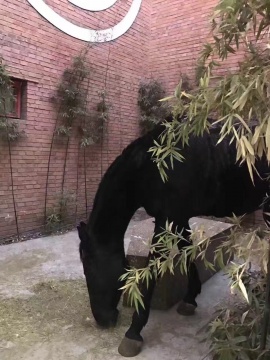 门后的老马
门后的老马