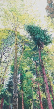 《朝晖》 90x180cm 布面油画 2012
《朝晖》 90x180cm 布面油画 2012