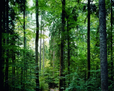 托马斯·施特鲁特《天堂之十九 巴伐利亚森林》169.5×213.1cm 1998
