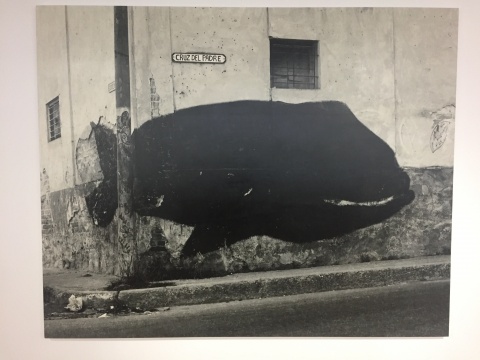 “动物寓言集”系列《鲸》 200×250cm 布面打印照片 2017
