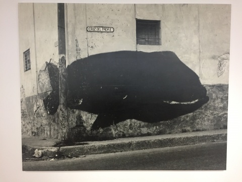 “动物寓言集”系列《鲸》 200×250cm 布面打印照片 2017
“动物寓言集”系列《鲸》 200×250cm 布面打印照片 2017