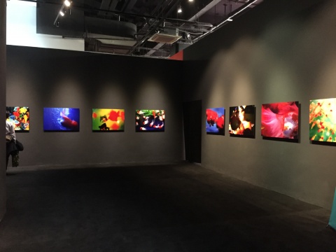 蜷川实花展现场金鱼系列相关作品
蜷川实花展现场金鱼系列相关作品