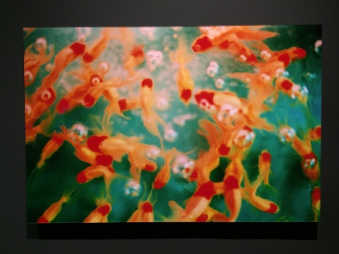 天辰时代携手蜷川实花 中国大陆上海首展开启光影艺术盛宴 天辰时代携手蜷川实花 中国大陆上海首展开启光影艺术盛宴