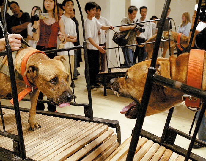 孙原&彭禹《犬勿近》 8条斗犬、8台无动力跑步机 2003

