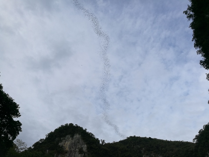马来西亚雨林中集体出行觅食的蝙蝠,刘冰在此停留了二十分钟,亲眼见到了它们成群结队出洞,又成群结队回家
马来西亚雨林中集体出行觅食的蝙蝠,刘冰在此停留了二十分钟,亲眼见到了它们成群结队出洞,又成群结队回家