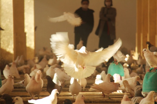 李怒的“非定义个展” 马厩里的“甚嚣尘上” 李怒的“非定义个展” 马厩里的“甚嚣尘上”