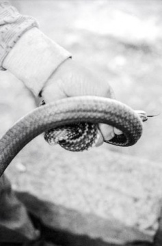 崔博 《抓蛇的人》 50X30cm 摄影 2014
