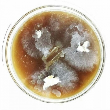 正在培育的红茶菌
图注来源:艺术家、跨媒体实验室Dogma Lab联合创始人徐维静提供
正在培育的红茶菌
图注来源:艺术家、跨媒体实验室Dogma Lab联合创始人徐维静提供
