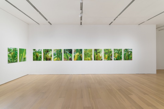 《涂抹 2》80×60cm×12 彩色喷墨打印 2017 《涂抹 2》80×60cm×12 彩色喷墨打印 2017