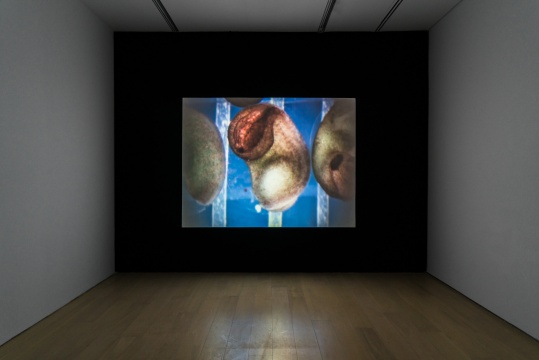 《随机表达的可能性I、II》10’19” 单路视频 2012 《随机表达的可能性I、II》10’19” 单路视频 2012