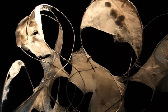 梁绍基 《鬼谷子》(局部 Detail)蚕丝,铁丝 尺寸可变 2009
梁绍基 《鬼谷子》(局部 Detail)蚕丝,铁丝 尺寸可变 2009