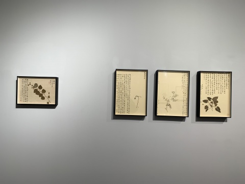 作为传统的非传统杂草,在美博文化“蔓延” 作为传统的非传统杂草,在美博文化“蔓延”