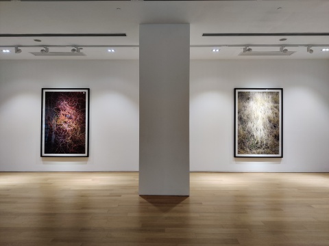 东方的竹子遇上西方的迷幻剂文化 封岩个展亮相唐人香港 东方的竹子遇上西方的迷幻剂文化 封岩个展亮相唐人香港