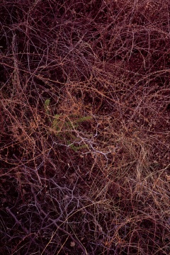 《唐陵深草02》,收藏级艺术喷绘, 201x134cm, 2015
《唐陵深草02》,收藏级艺术喷绘, 201x134cm, 2015