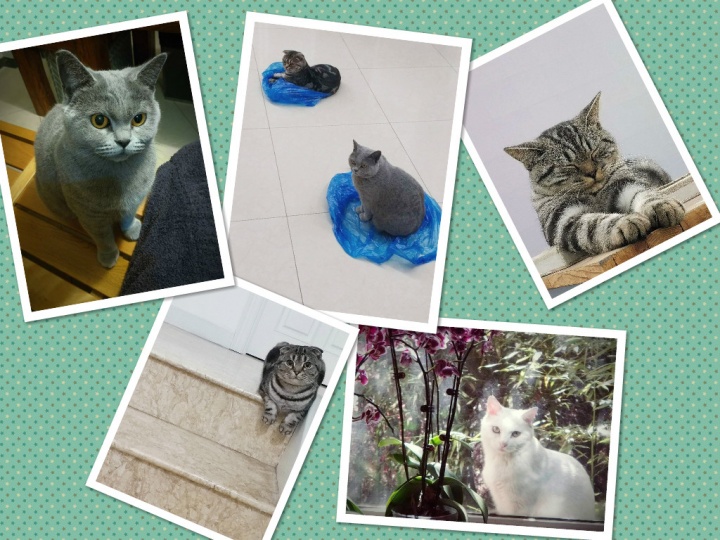 陈曦和张雪瑞的猫
陈曦和张雪瑞的猫