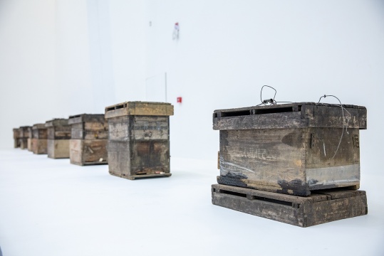 蒋竹韵 《蜂巢:展期内不完全进程显示》 蜂巢、蜂蜜 2020
蒋竹韵 《蜂巢:展期内不完全进程显示》 蜂巢、蜂蜜 2020