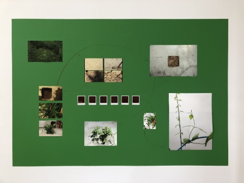 范西《种草》 行为、摄影 2014,2015-2017
范西《种草》 行为、摄影 2014,2015-2017