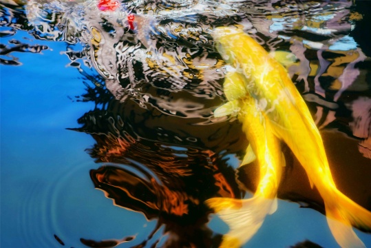 萧戈《锦鲤 No.3》 315g纯棉自然白艺术纸 110x165cm 9ed 2020
萧戈《锦鲤 No.3》 315g纯棉自然白艺术纸 110x165cm 9ed 2020