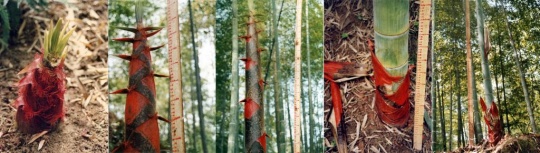 梁绍基《自然之度B》70×49cm×5 彩色 C-Print 1996
梁绍基《自然之度B》70×49cm×5 彩色 C-Print 1996